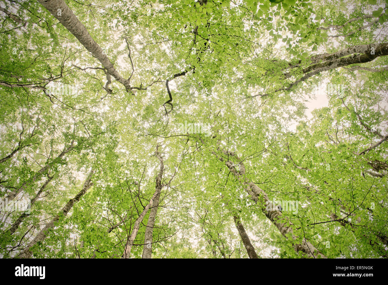 Alberi in abbondanza di foresta vergine in Biogradska Gora National Park, Montenegro, dei paesi dei Balcani occidentali, Europa Foto Stock