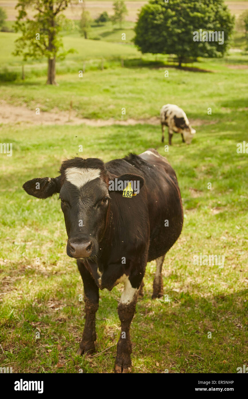 Mucche al pascolo, Manheim, Lancaster County, Pennsylvania, STATI UNITI D'AMERICA Foto Stock