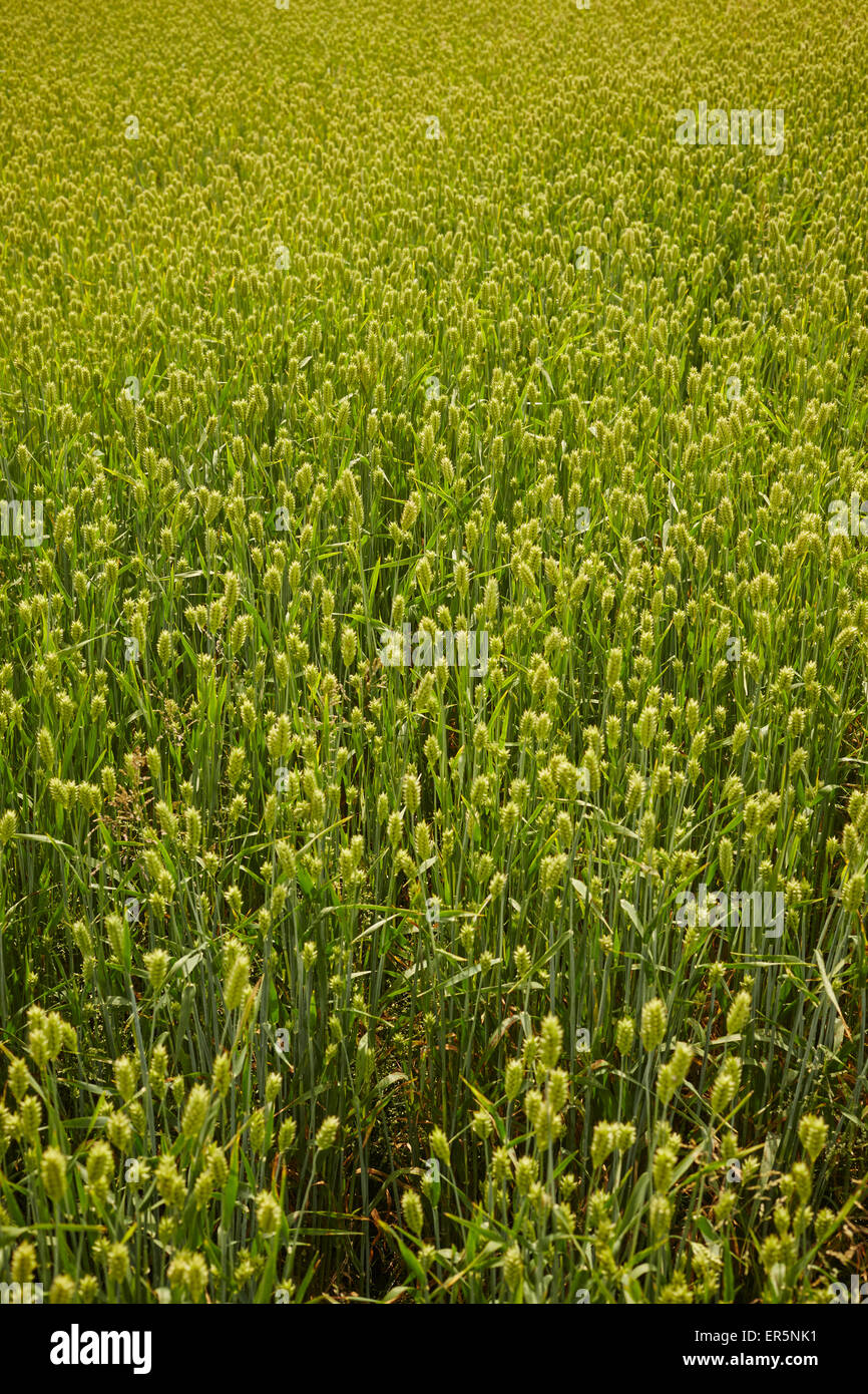 Campo di grano, Lancaster County, Pennsylvania, STATI UNITI D'AMERICA Foto Stock