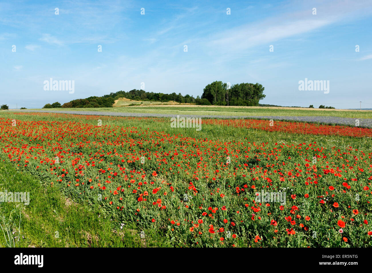 Campo con papaveri vicino a Quedlinburg, Sassonia-Anhalt, Germania Foto Stock