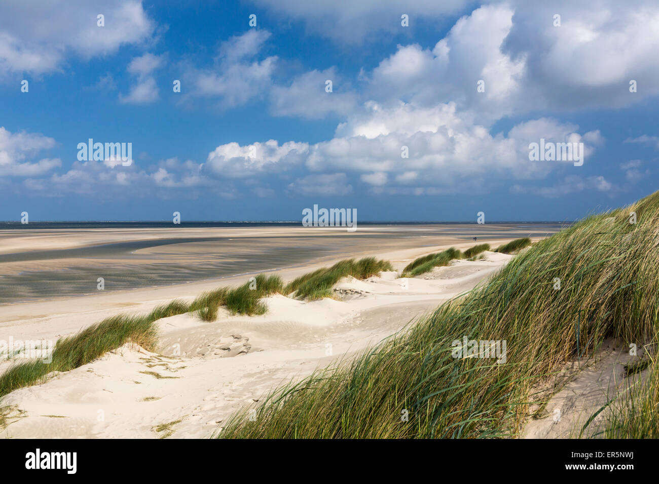 Dune sulla spiaggia, Langeoog isola, mare del Nord est delle Isole Frisone, Parco Nazionale, sito Patrimonio Mondiale dell'Unesco, Frisia orientale, Lo Foto Stock