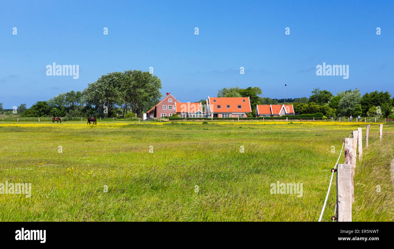 Cavalli su un paddock sull isola di Langeoog, Mare del Nord est delle Isole Frisone, Frisia orientale, Bassa Sassonia, Germania, Europa Foto Stock