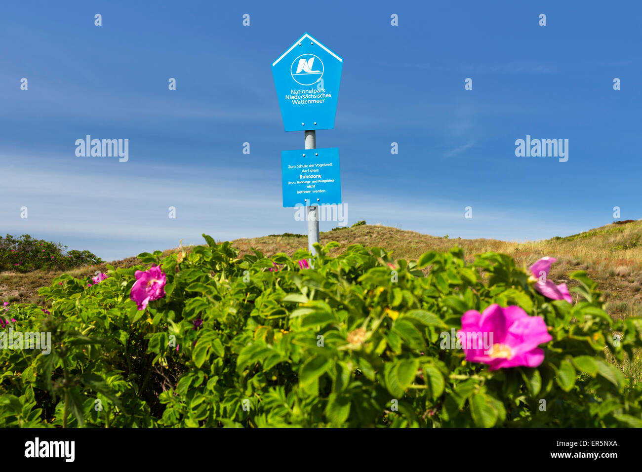 Dune di rose selvatiche, Rosa rugosa, Langeoog isola, mare del Nord, il Parco Nazionale, sito Patrimonio Mondiale dell'Unesco, Est Isole Frisone, Foto Stock