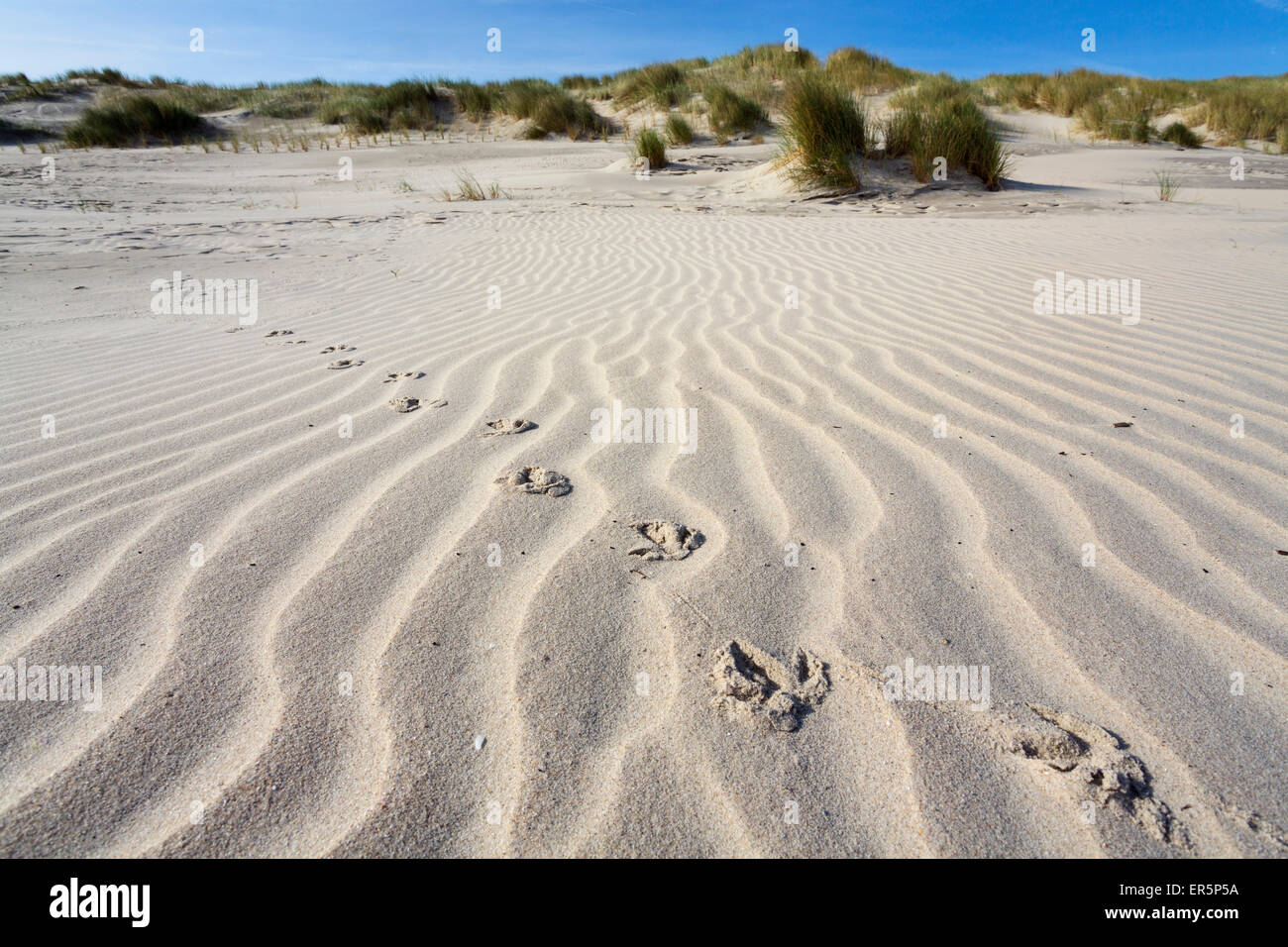 Bbird tracce nella sabbia, dune, Juist isola, mare del Nord est delle Isole Frisone, Frisia orientale, Bassa Sassonia, Germania, Europa Foto Stock