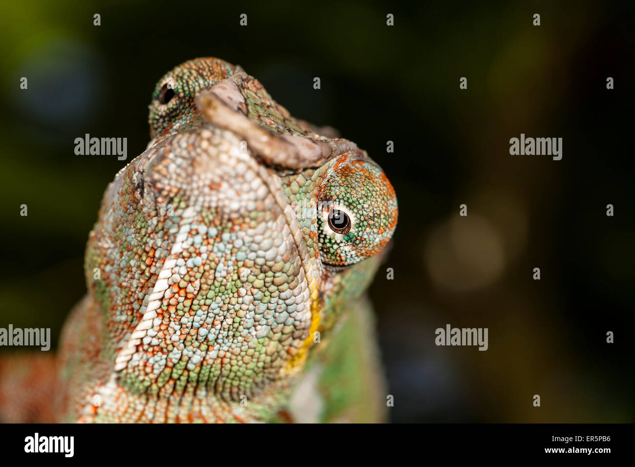 Panther Chameleon, Furcifer pardalis, ad est del Madagascar, Madagascar, Africa Foto Stock