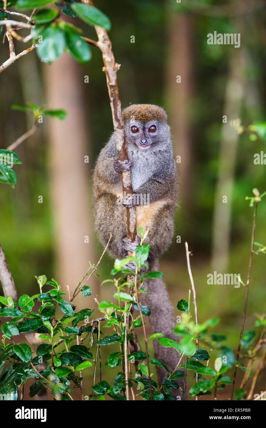 Grigio lemure di bambù, Hapalemur griseus Andasibe Mantadia National Park, Madagascar, Africa Foto Stock