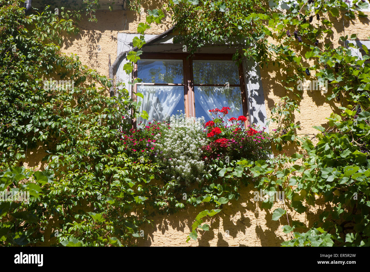 Fiori in una scatola di vetro nel centro storico di Meersburg, sul lago di Costanza di Svevia, Baden-Wuerttemberg, Germania, Europa Foto Stock
