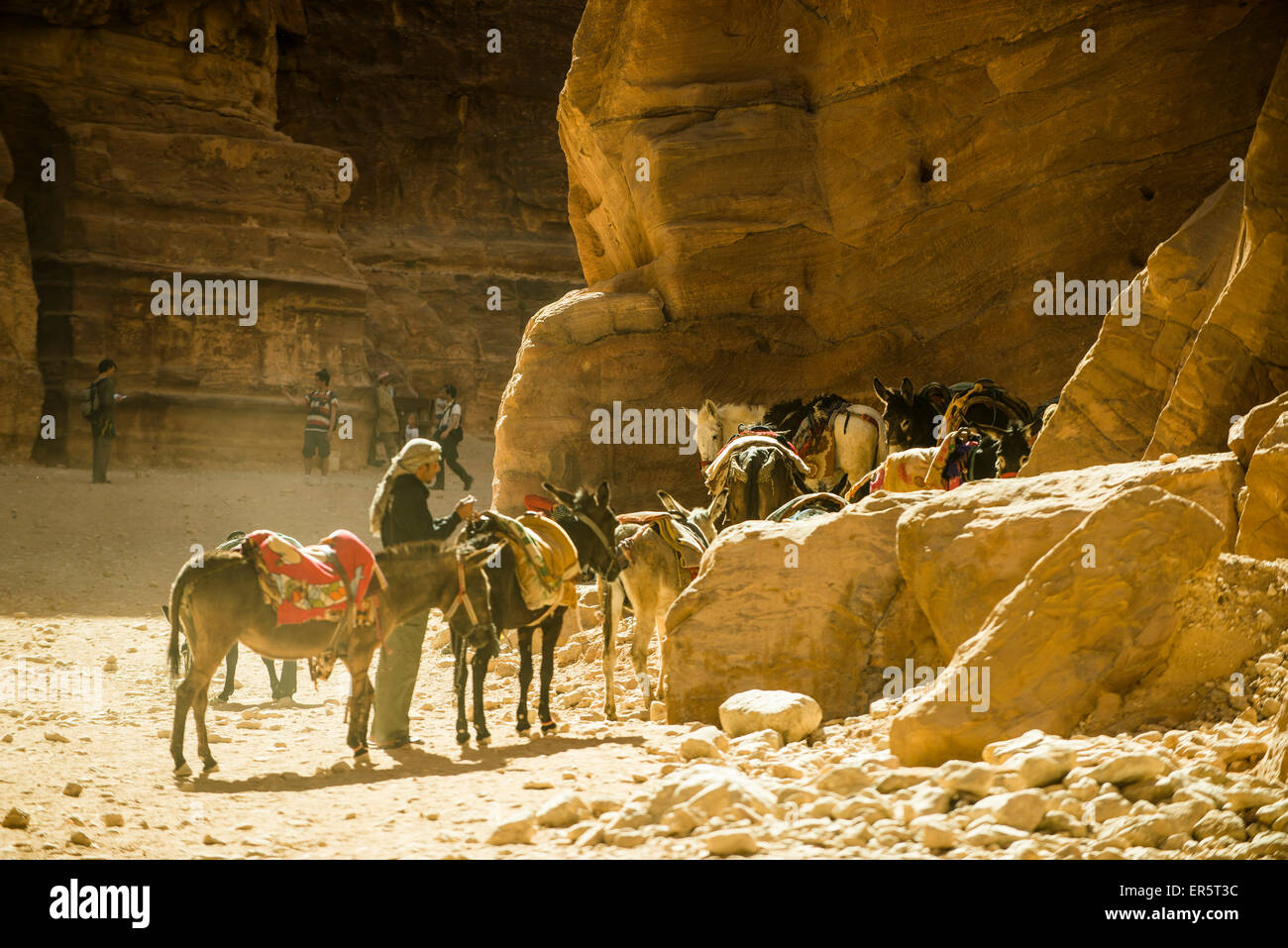 Asini e cavalli nel Siq, Petra, Giordania, Medio Oriente Foto Stock