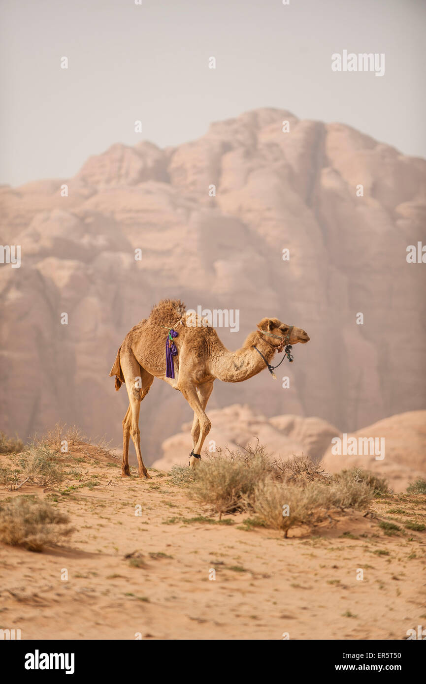 Dromedario, Wadi Rum Giordania, Medio Oriente Foto Stock