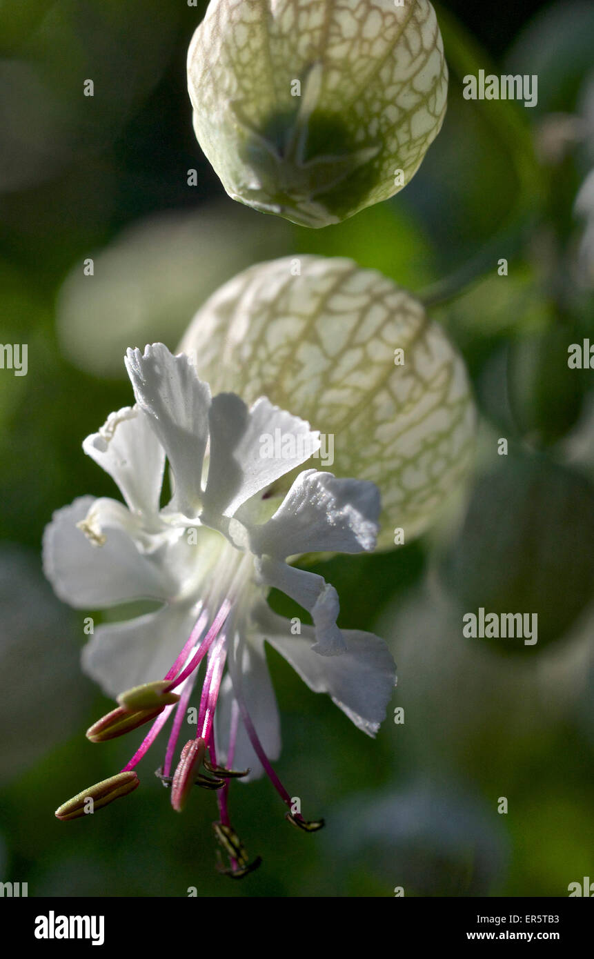 Close up di un blosomming campion, Silene vulgaris, Val di Funes, Dolomiten Alpi, Sud Tirolo, Alto Adige, Italia Foto Stock