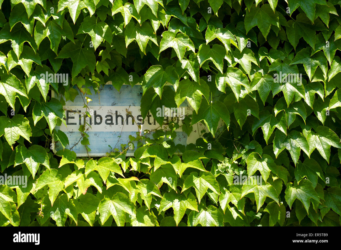 Un modo cartello stradale coperto dal giapponese superriduttore, Parthenocissus tricuspidata, Marburg, Hesse, Germania Foto Stock