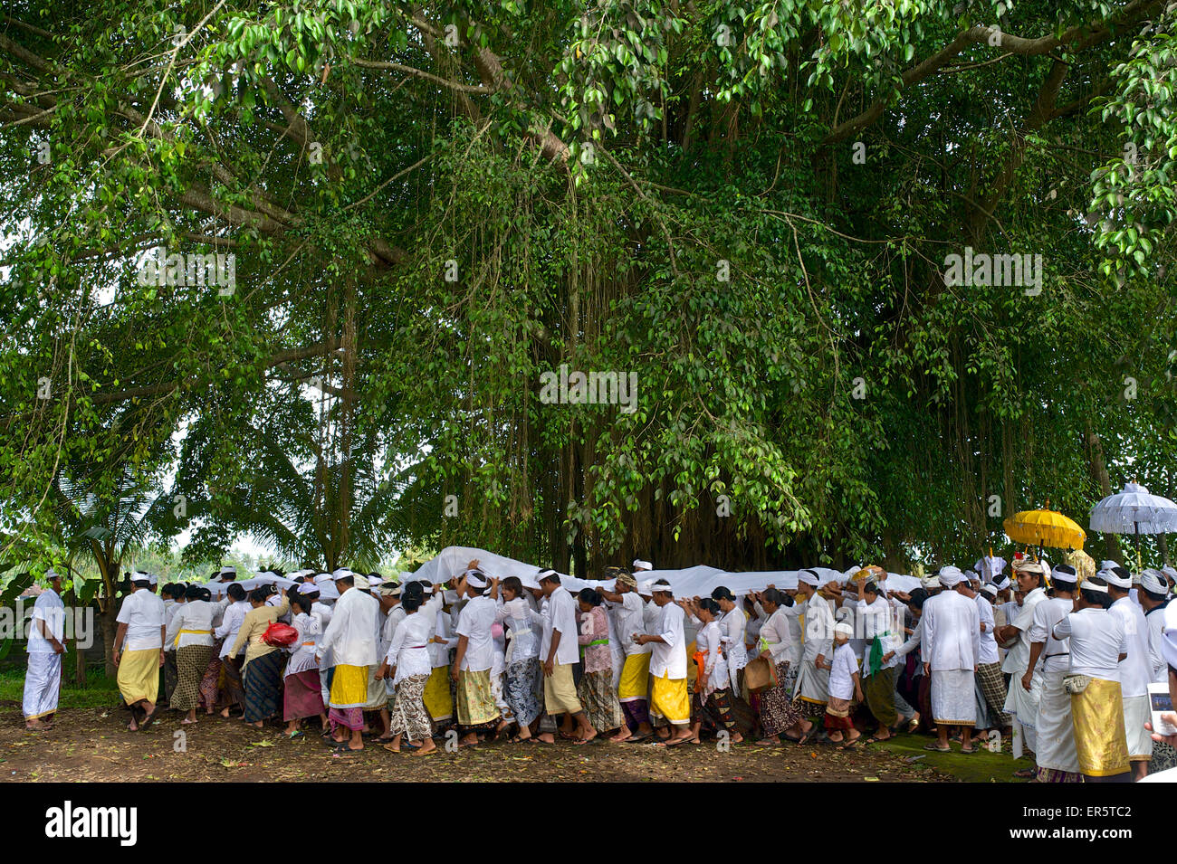 Popolo Balinese che trasportano un cadavere simbolico attorno ad un albero di banyan, rituale per il rilievo dell'anima, Mengwi, Bali, Indonesia Foto Stock