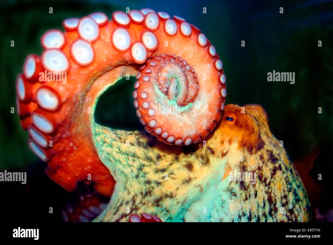 Occhio per occhio con scarry octopus Foto Stock