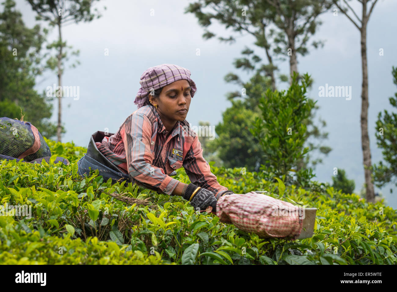 Donna indiana raccogliere le foglie di tè in una piantagione di tè vicino al serbatoio Anayirankai, Kerala, India Foto Stock