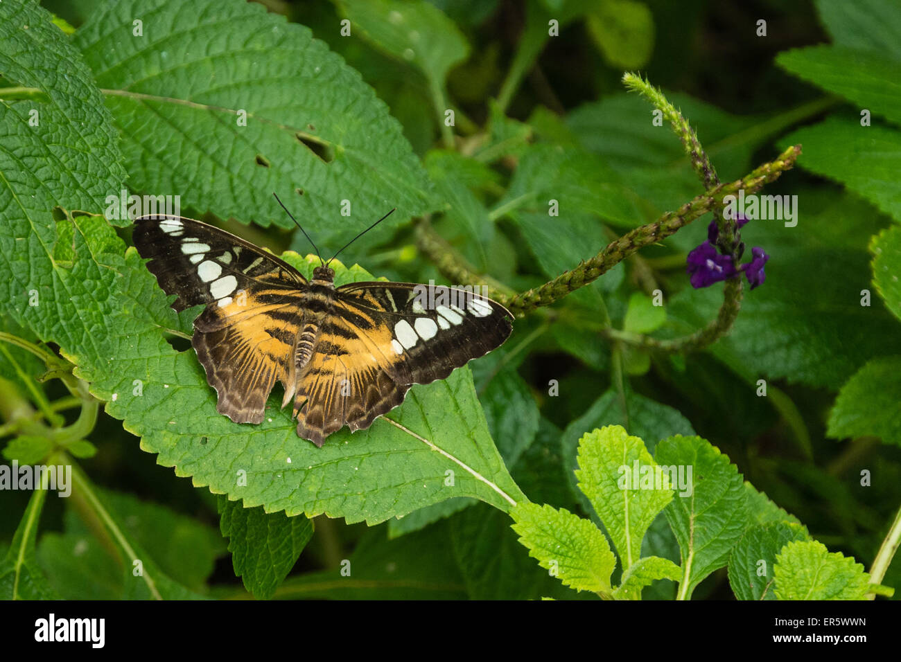 Clipper butterfly (parthenos sylvia violaceae) Foto Stock