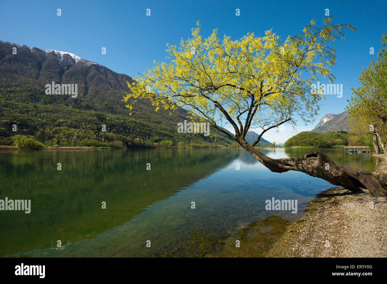 La riflessione di montagne nel lago, lago di Piano, vicino a Porlezza in provincia di Como, Lombardia, Italia Foto Stock