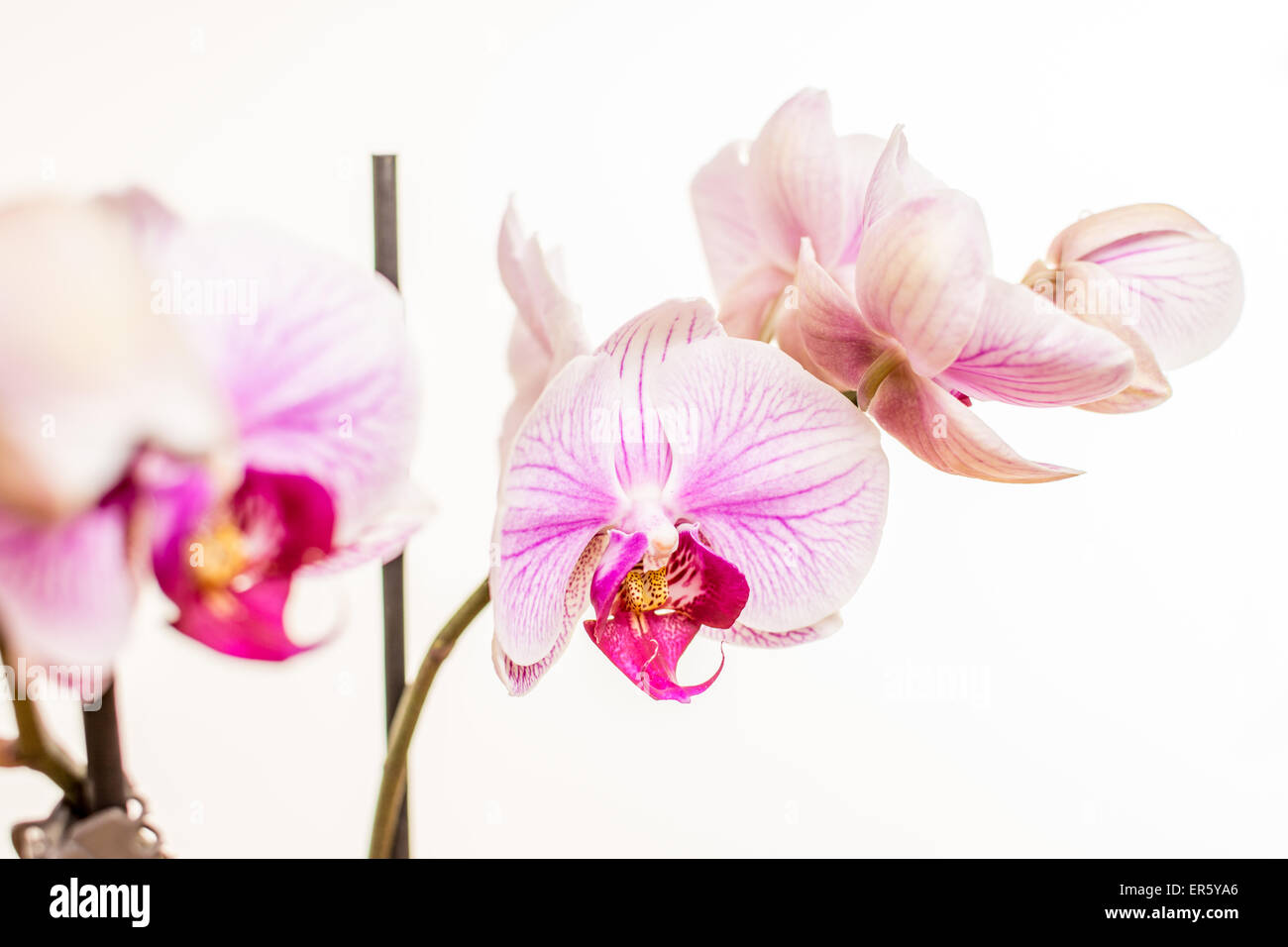 Beuty orchidea viola su sfondo bianco fotografia Foto Stock