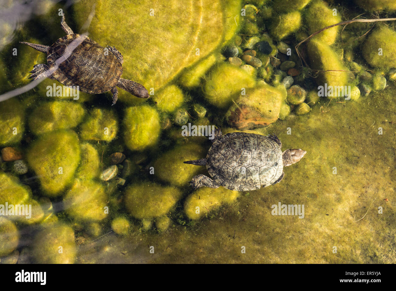 Due Pacific pond tartarughe nuotare sotto l'acqua Foto Stock