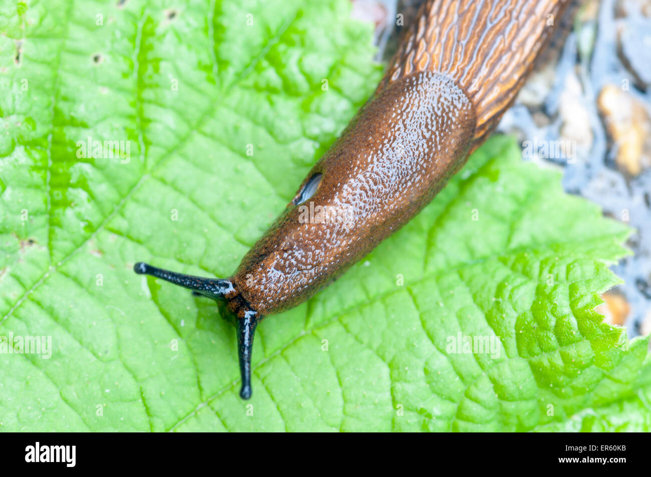 Un Arion slug che mostra le sue sgambate gli occhi su una foglia Foto Stock