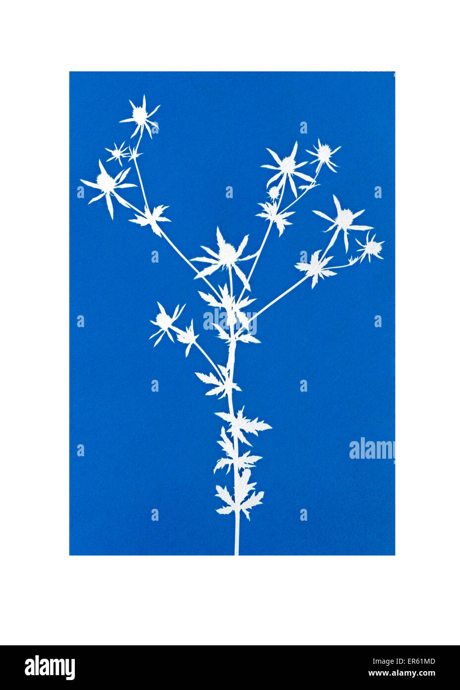 Cyanotype (blueprint) Eryngium fiore bianco dà una immagine negativa su sfondo blu processo inventato da Sir John Herschel Foto Stock