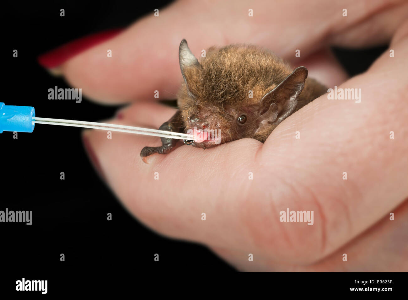 Comune (Pipistrelle Pipistrellus pipistrellus) essendo alimentato con una pipetta, captive Foto Stock