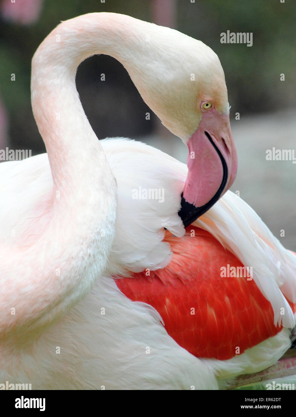 Fenicottero maggiore, Phoenicopterus roseus. Foto Stock