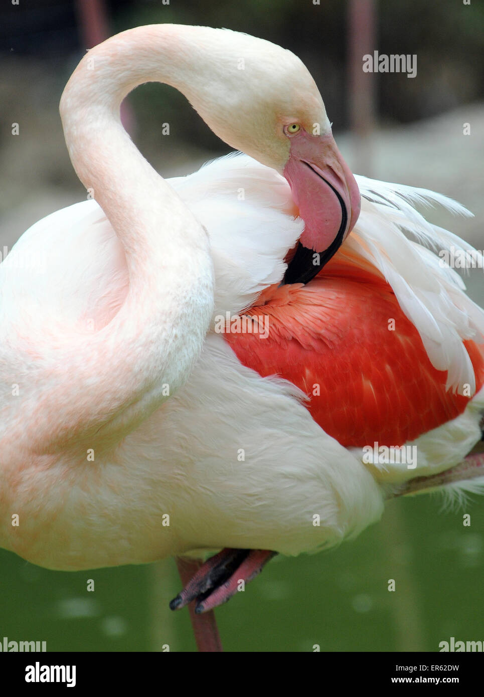 Fenicottero maggiore, Phoenicopterus roseus. Foto Stock