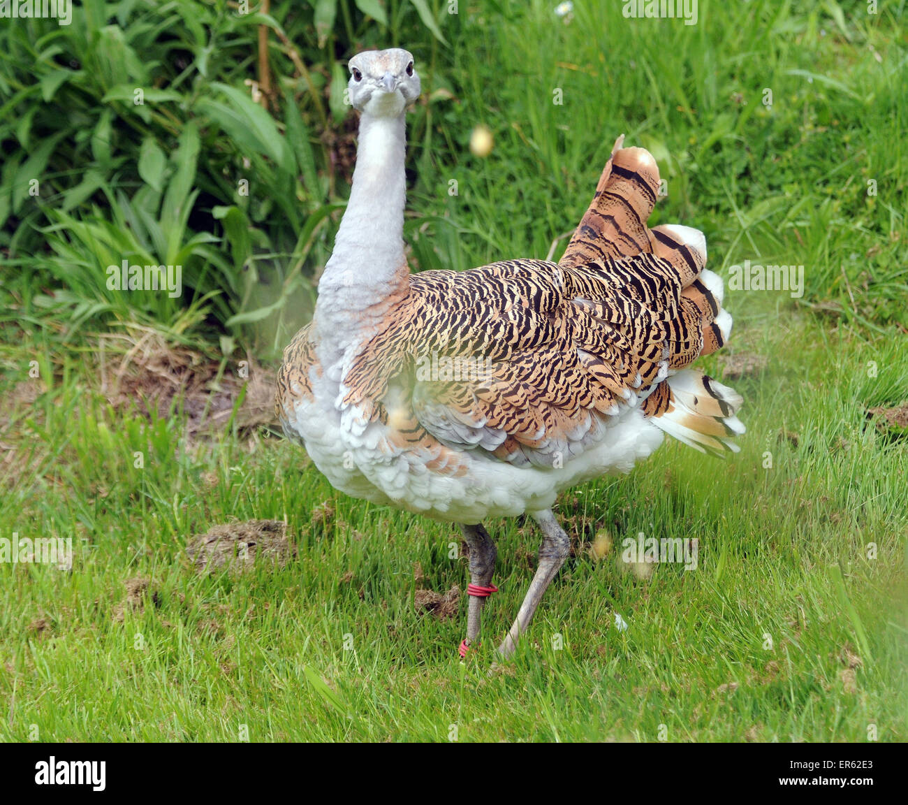 Un grande Bustard, Otis tarda, che si trova in Europa e Nord Africa. Foto Stock