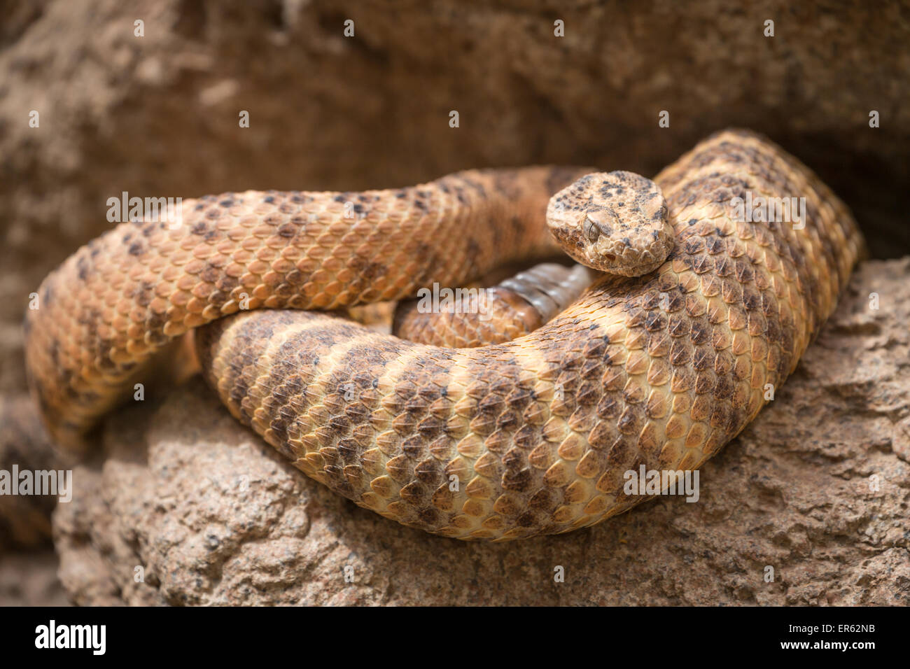 Western Diamondback Rattlesnake (Crotalus atrox) su roccia, prigionieri del Deserto di Sonora Museum, Tucson, Arizona, Stati Uniti d'America Foto Stock