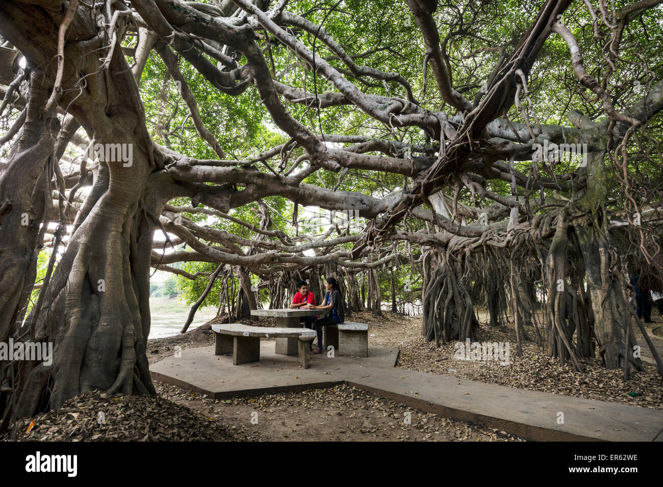 Sai Ngam una giovane coppia in un banyan tree grove, Sai Ngarm Park, Phimai, Korat, Nakhon Ratchasima Provincia, Isan, Isaan, Thailandia Foto Stock