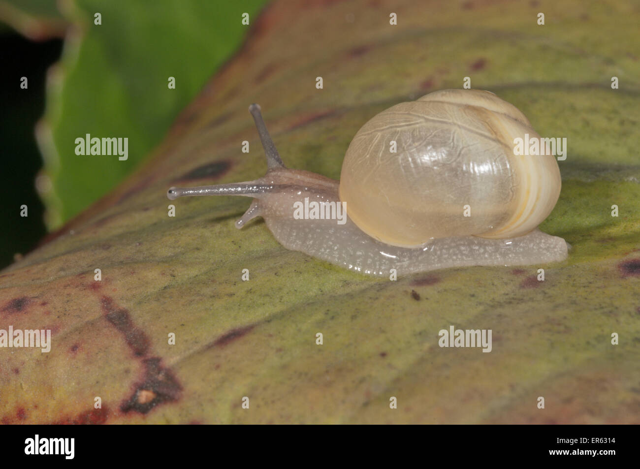 Bianco-lumaca a labbro (Cepaea nemoralis) senza strisce, Baden-Württemberg, Germania Foto Stock