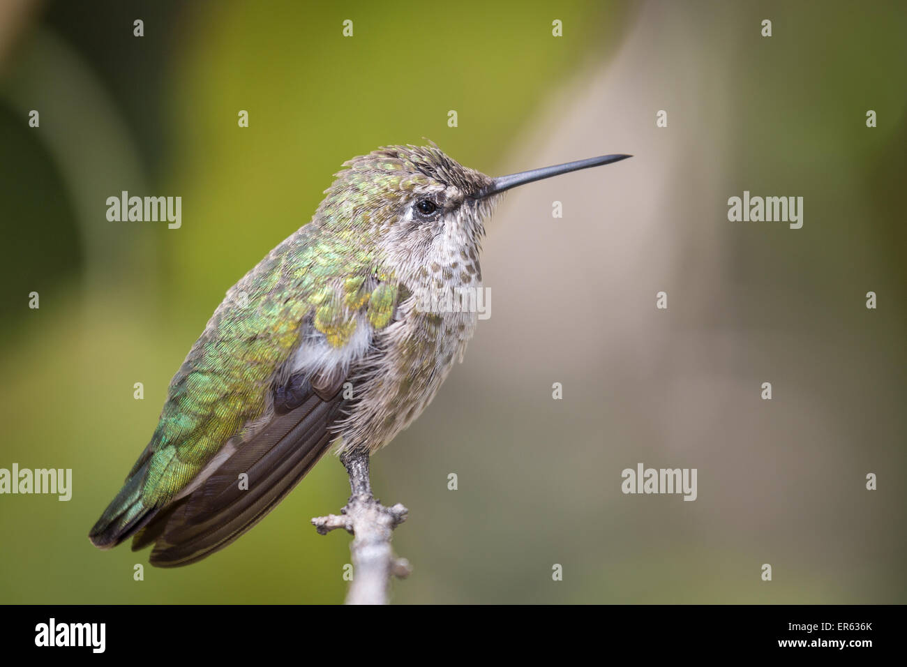 Hummingbird (Trochilida) arroccato su ramoscello, Arizona, Stati Uniti d'America Foto Stock