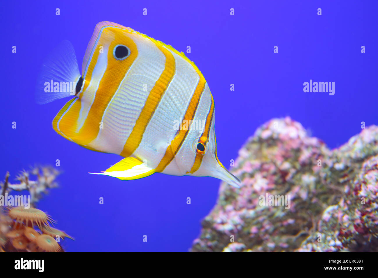Un colorato copperband tropicale butterflyfish, Chelmon rostratus), comunemente noto come fatturati pesci corallini uniforme su sfondo blu Foto Stock