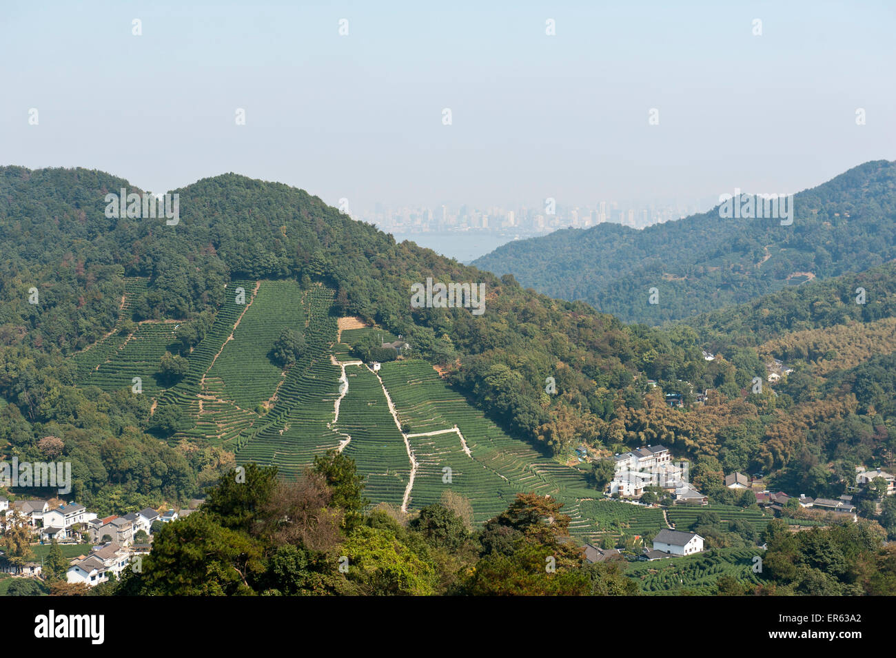 La piantagione di tè, Longjing Village, all'orizzonte nella foschia la città di Hangzhou e il Lago Ovest, nella provincia di Zhejiang, Cina Foto Stock