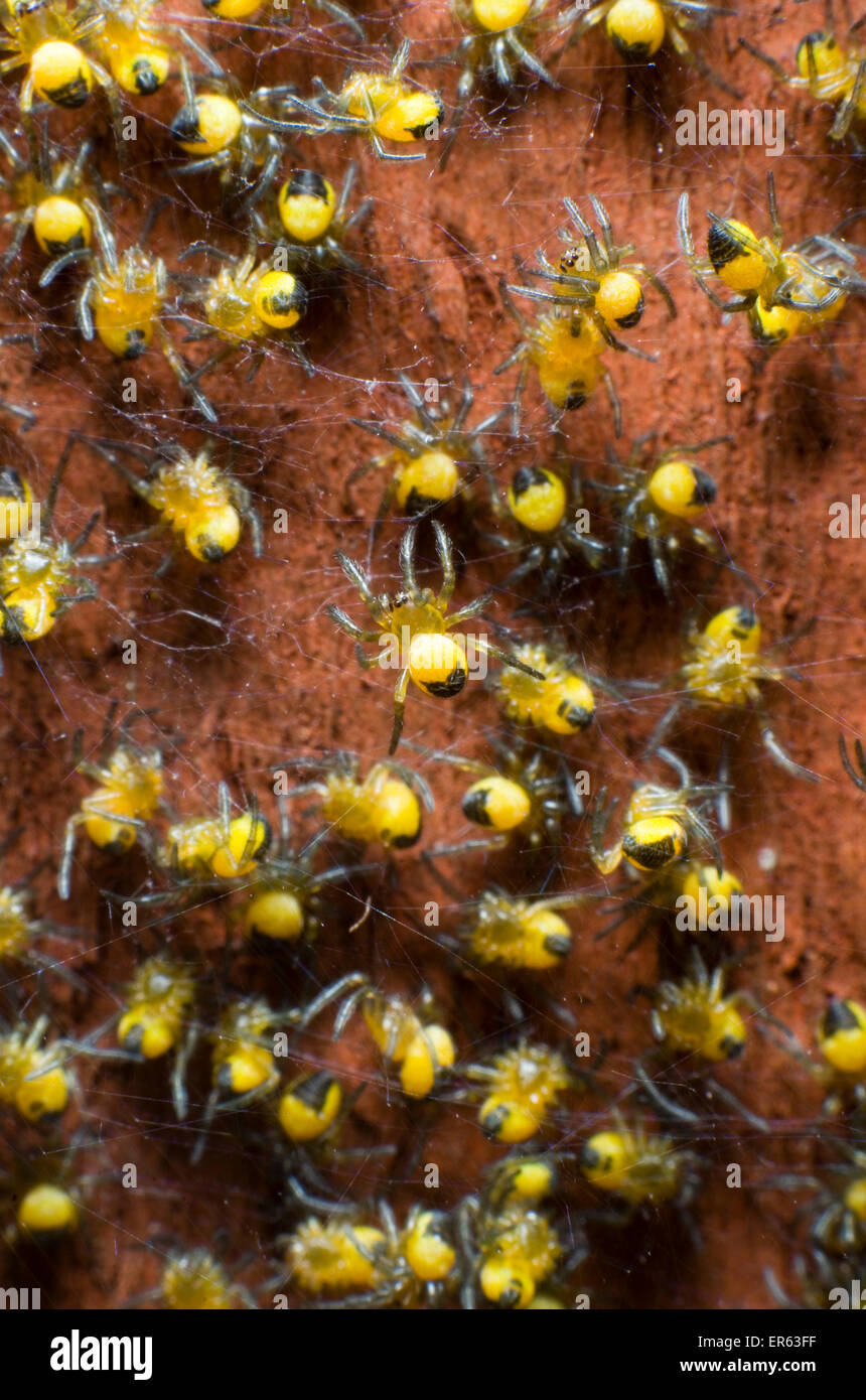 Giardino Baby ragni (Araneus diadematus) su rosso-marrone di palo da recinzione. Foto Stock