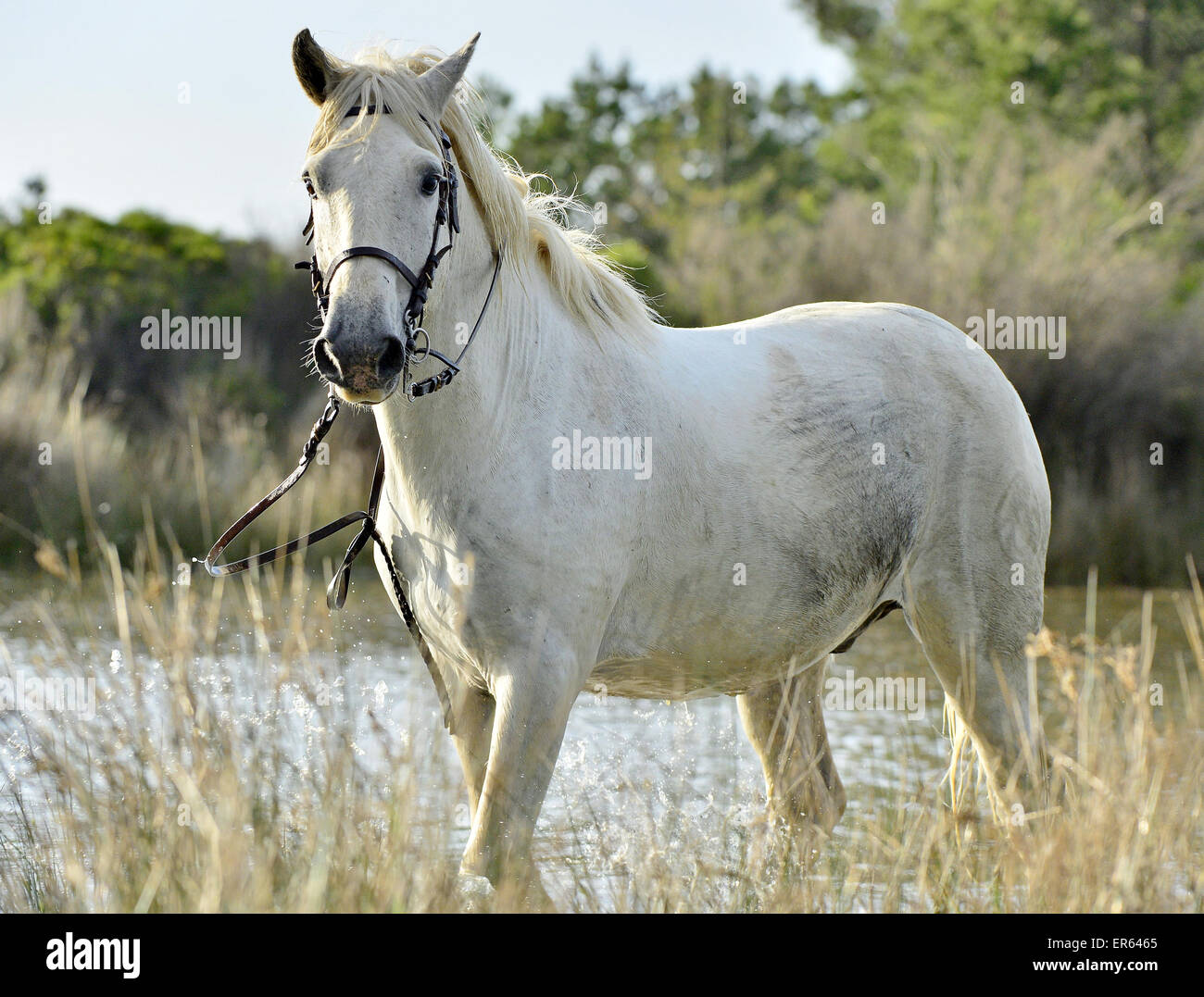 Ritratto del bianco Cavalli Camargue in Parc Regional de Camargue - Provenza, Francia Foto Stock