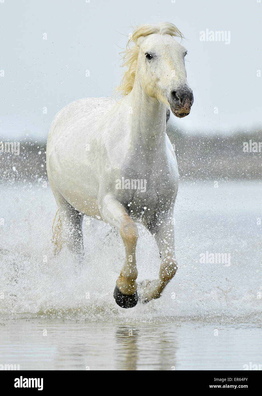 Bianco cavallo Camargue girano su acqua Foto Stock