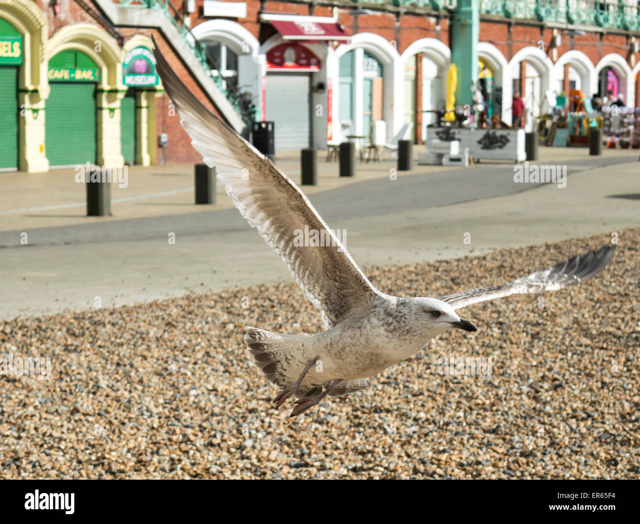 Seagull volando sopra la spiaggia di Brighton Foto Stock
