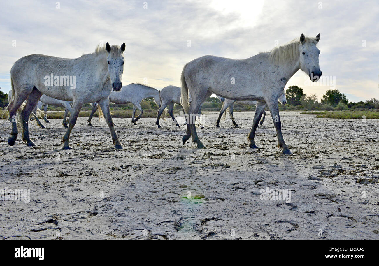 Ritratto del bianco Cavalli Camargue in Parc Regional de Camargue - Provenza, Francia Foto Stock