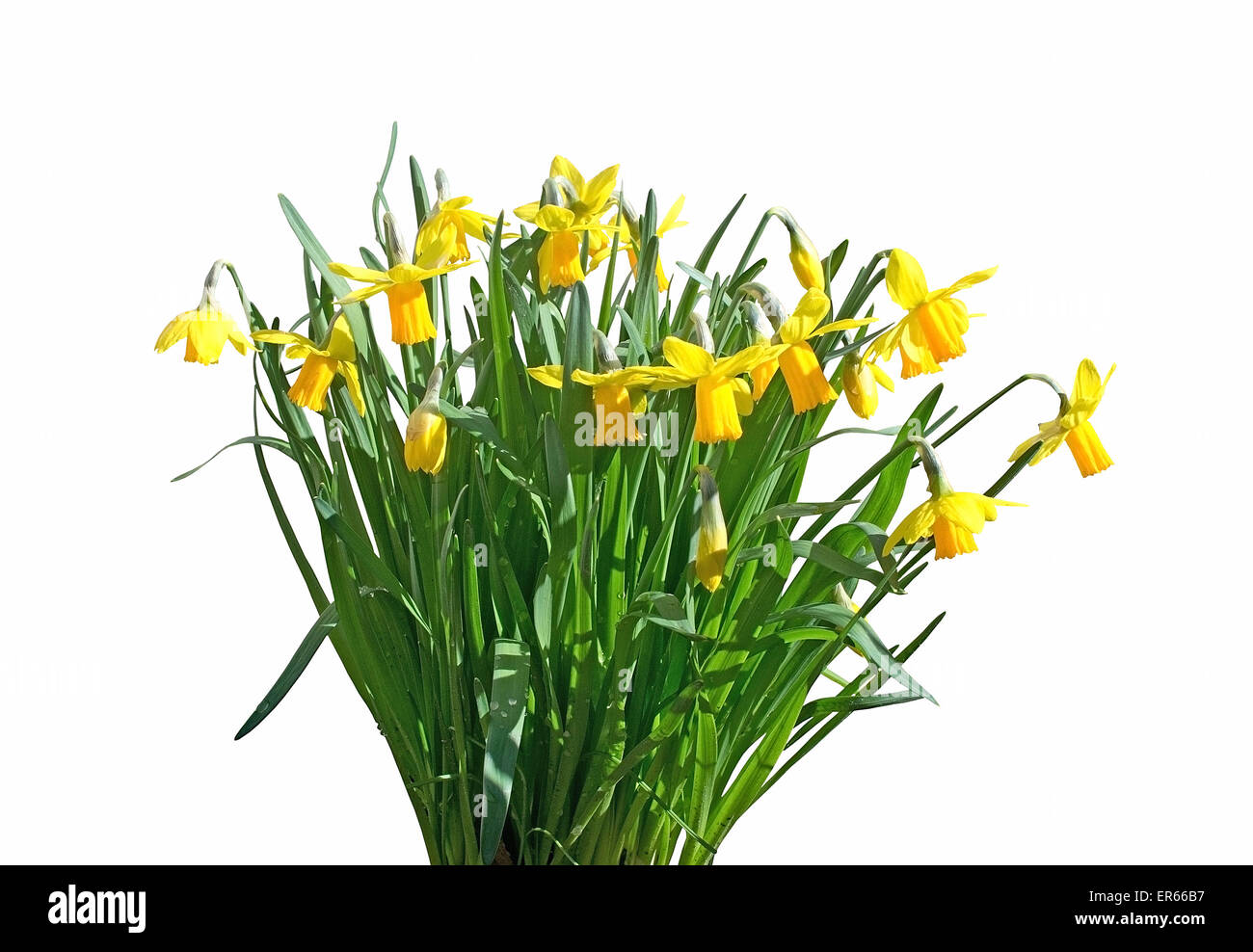 Yellow Daffodils in bouquet isolato su bianco. Foto Stock
