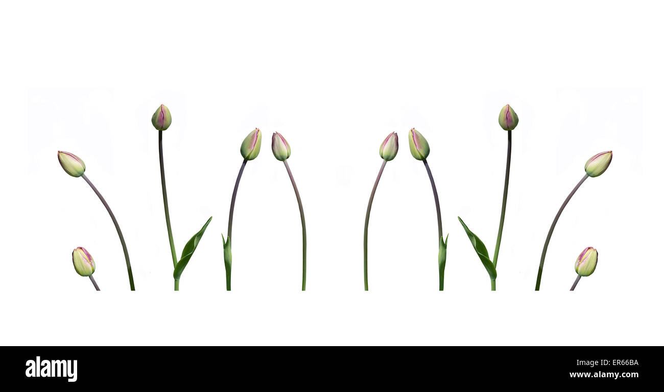 I tulipani in verde e rosa con steli isolati su bianco per il margine elemento di design. Foto Stock