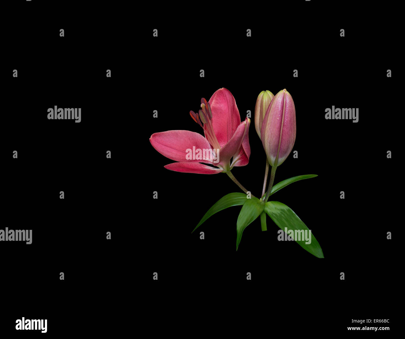 Giglio rosso fiori closeup (Lilium) isolato su nero Foto Stock