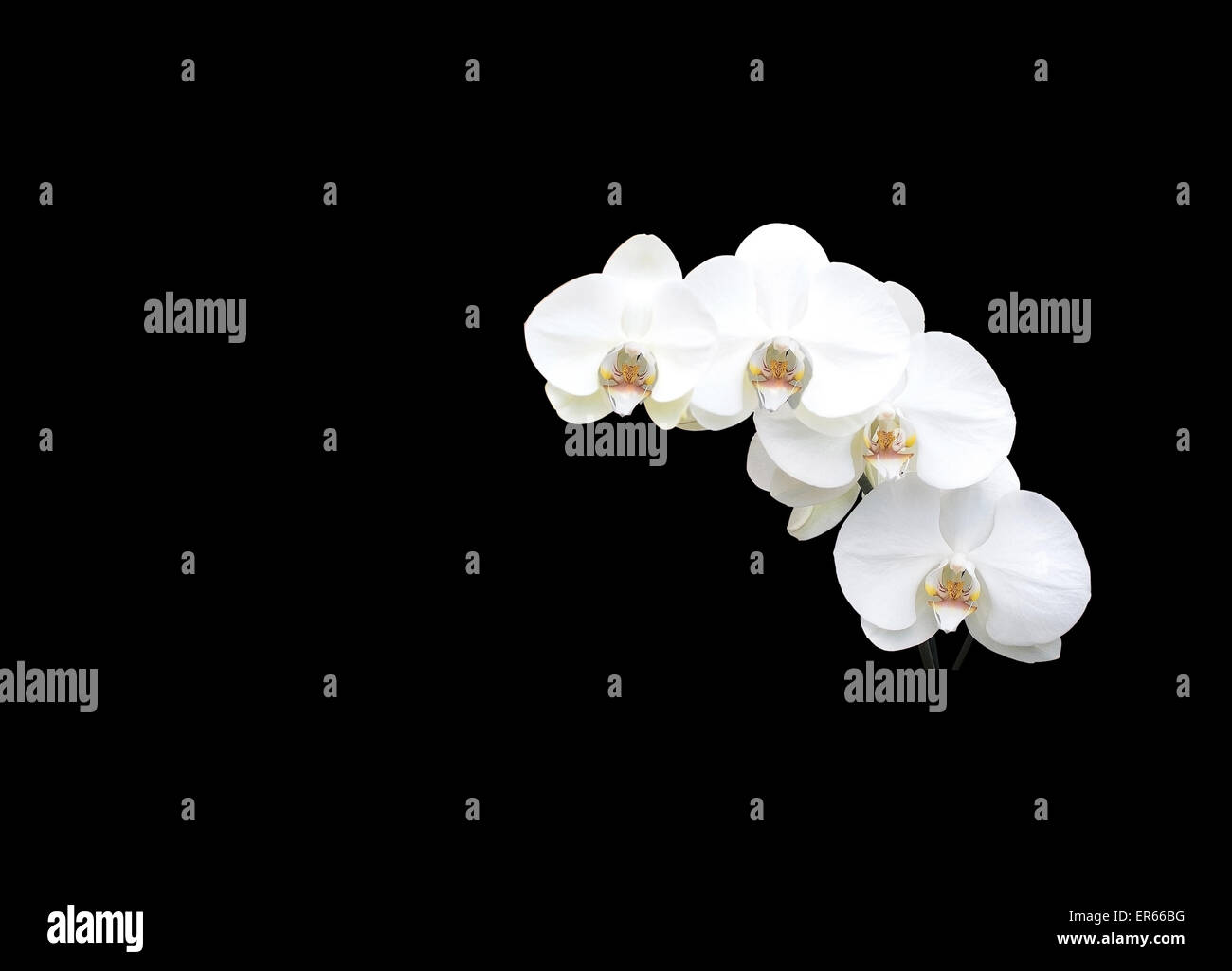 Le orchidee bianche closeup (Orchideaeae) esotico fiore tropicale isolata su nero. Foto Stock