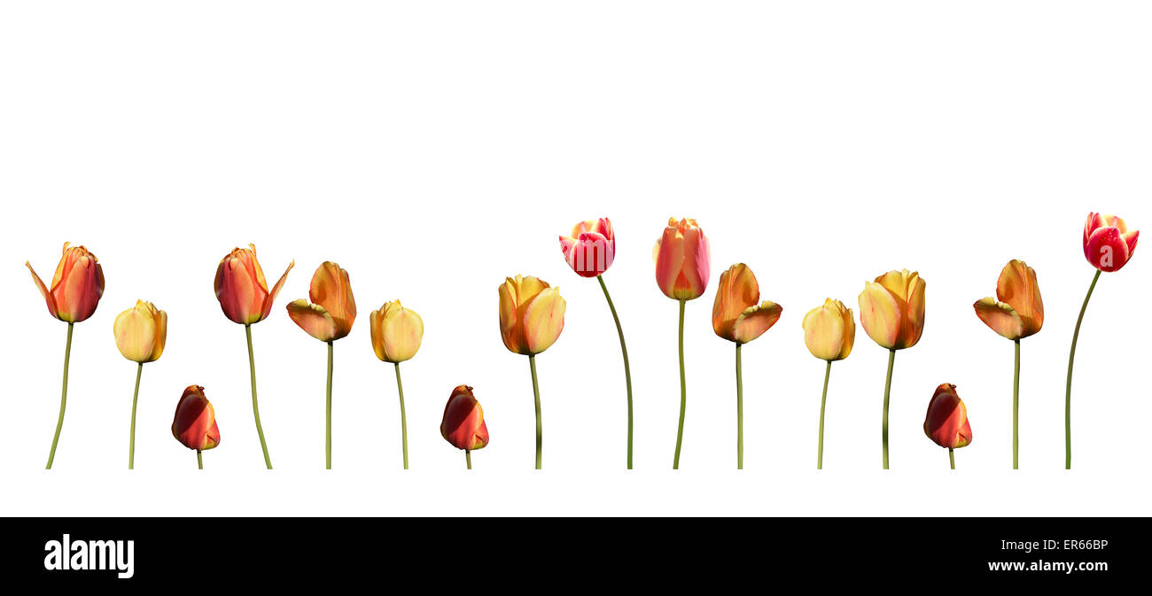 I tulipani in rosso e giallo con steli isolati su bianco per il margine elemento di design. Foto Stock