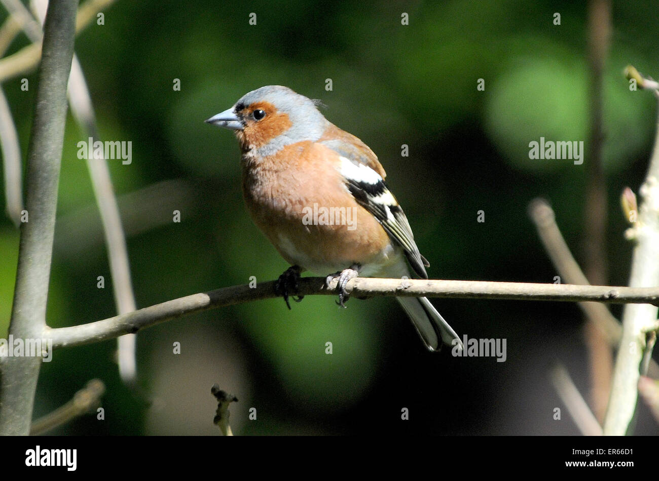 Maschio di fringuello, Fringill Coelebs a Arundel, West Sussex. Foto Stock
