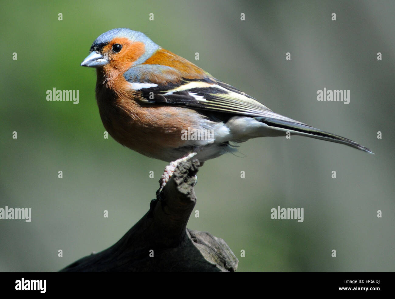 Maschio di fringuello, Fringill Coelebs a Arundel, West Sussex. Foto Stock
