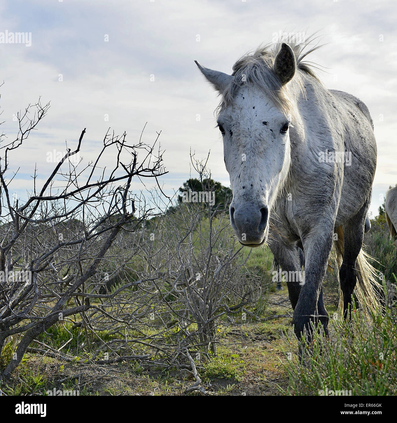 Ritratto del bianco Cavalli Camargue in Parc Regional de Camargue - Provenza, Francia Foto Stock