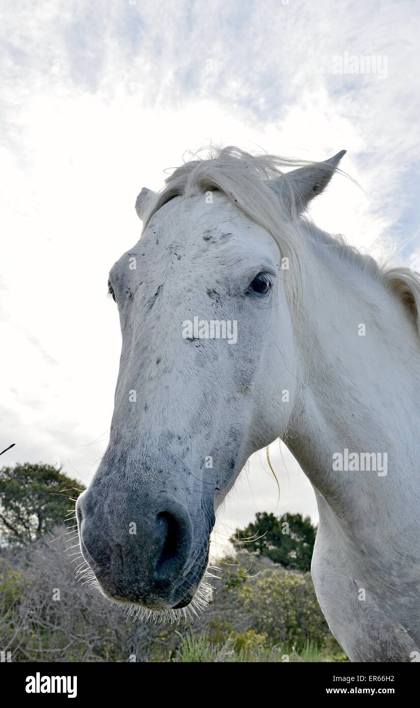 Ritratto del bianco Cavalli Camargue in Parc Regional de Camargue - Provenza, Francia Foto Stock