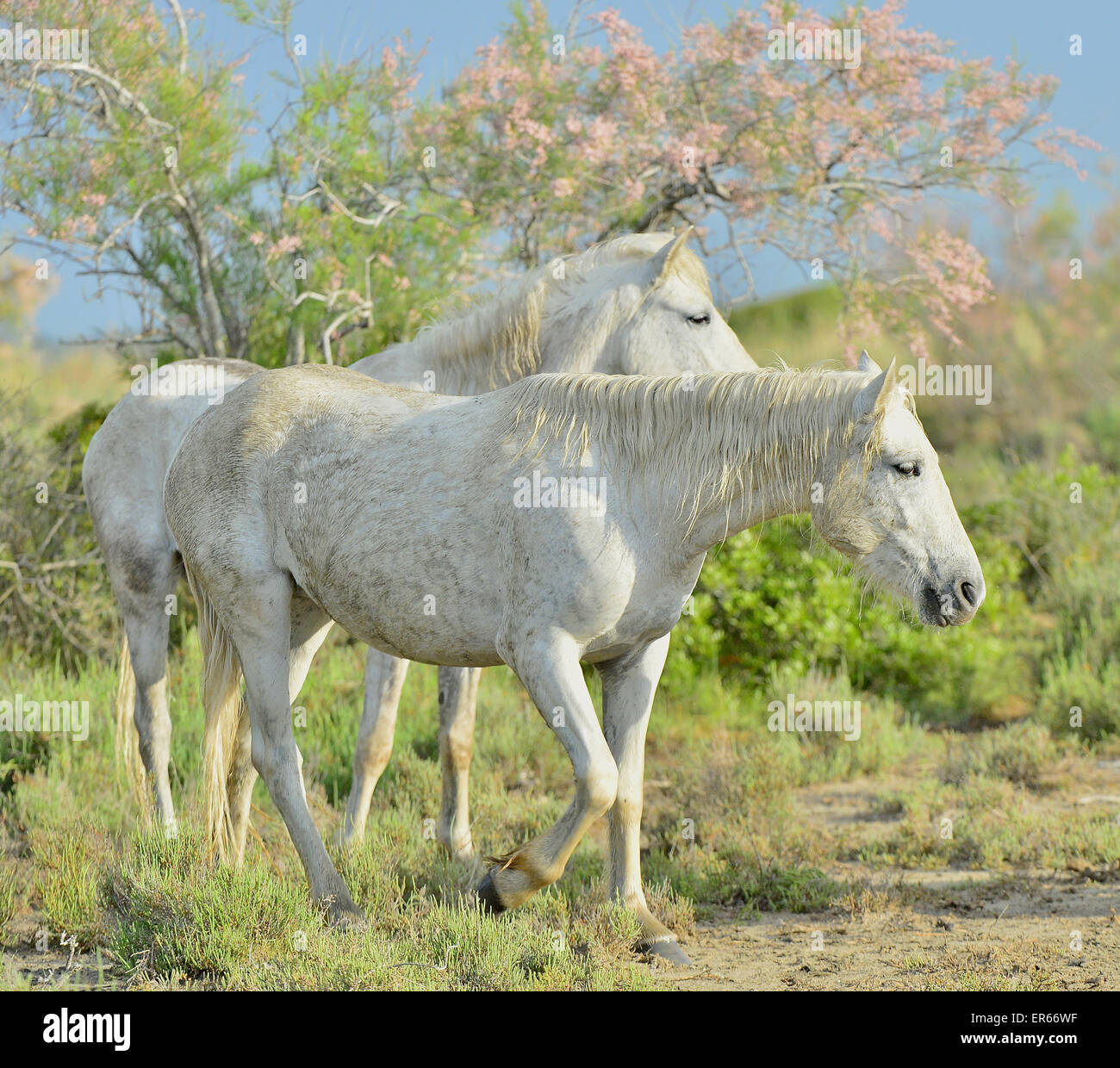 Ritratto del bianco Cavalli Camargue in Parc Regional de Camargue - Provenza, Francia Foto Stock