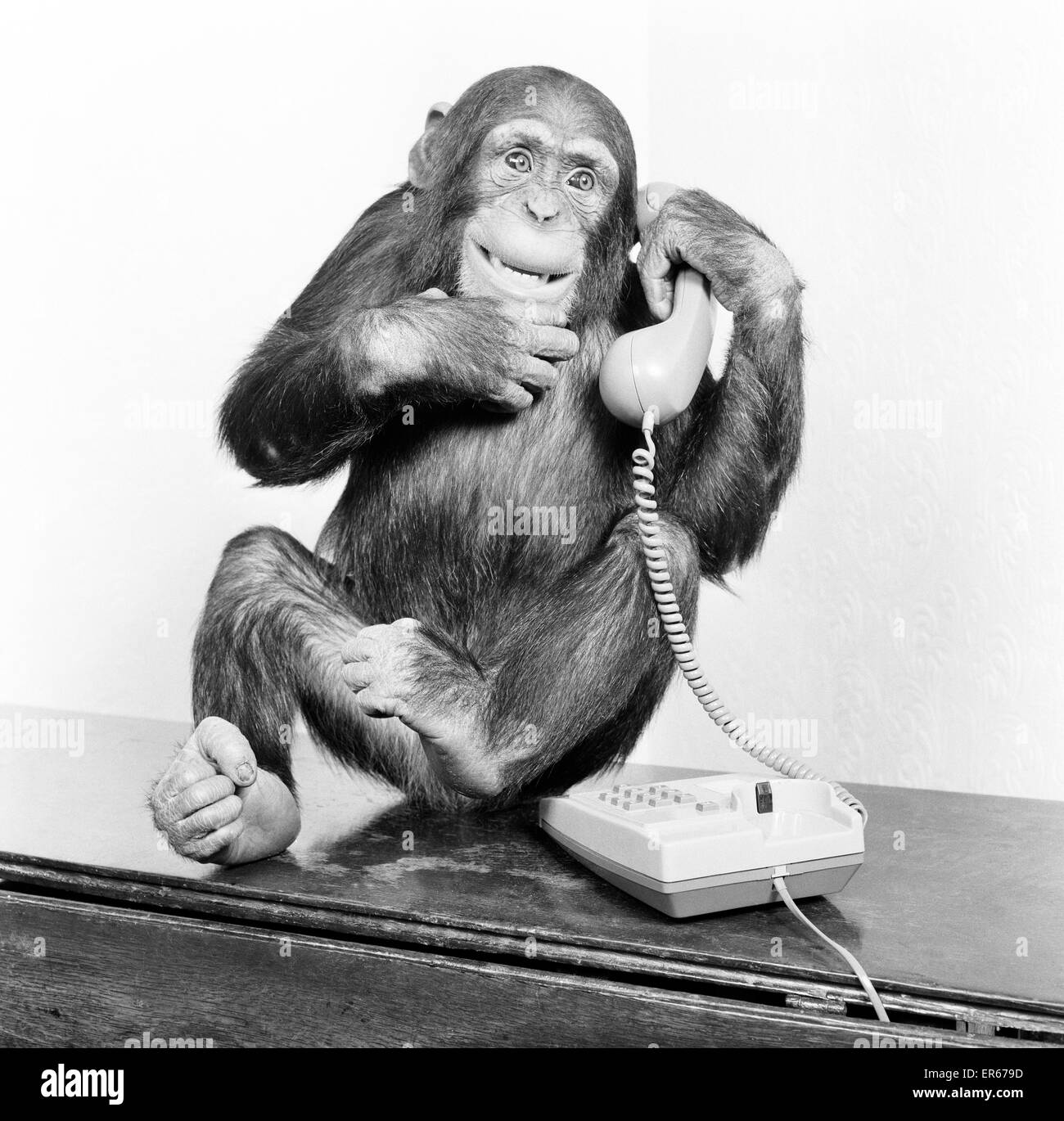 Uno scimpanzé, 4 anno vecchio chimp, presso lo Zoo Twycross nel Leicestershire, 13 maggio 1986. Foto Stock